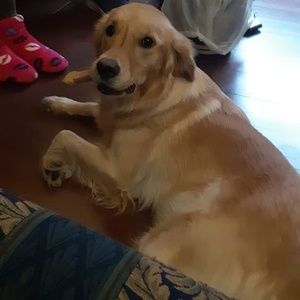 Meet your Posher, Betty